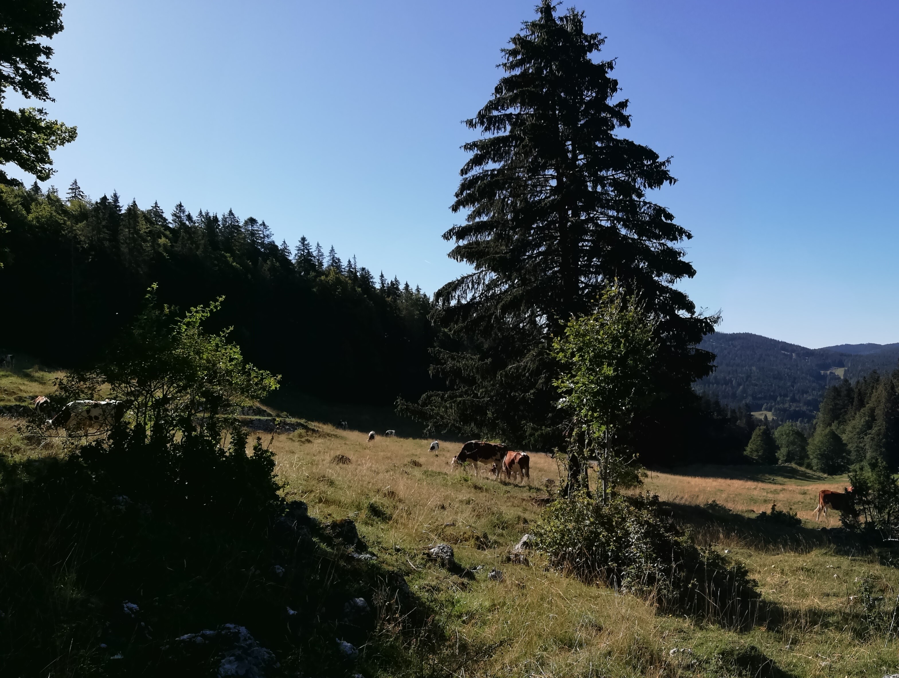 Suisse